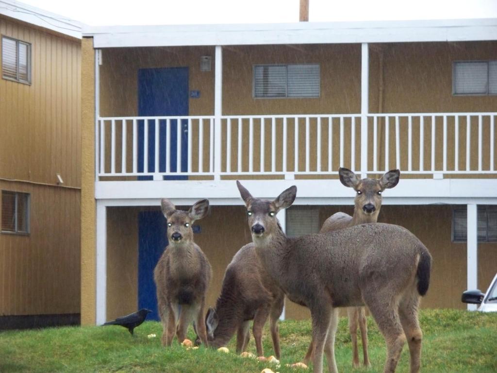 The Sands Resort Ocean Shores Exterior foto
